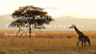 Where do they live
The Northern White Faced Owl lives in
Africa and the habitat is they live in a
trunk of a tree.
 