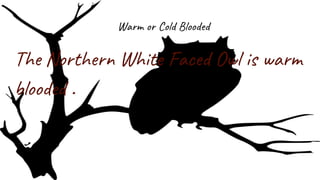 Warm or Cold Blooded
The Northern White Faced Owl is warm
blooded .
 