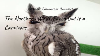 Herbivore, Carnivore,or Omnivores
The Northern White Faced Owl is a
Carnivore.
 