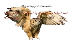 How do they protect themselves
They protect themselves by their sharp talons and
their breaks.
 