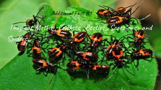 Additional Fact #1
They eat Moths , Crickets , Beetles , Scorpions , and
Spiders.
 
