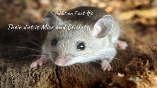 Addition Fact #2
Their diet is Mice and Crickets.
 