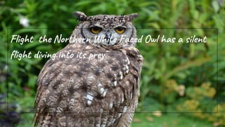 Addition Fact #4
Flight the Northern White Faced Owl has a silent
flight diving into its prey.
 