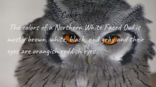 Color
The colors of a Northern White Faced Owl is
mostly brown, white, black, and gray and their
eyes are orangish reddish eyes.
 
