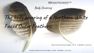 Body Covering
The body covering of a Northern White
Faced Owl is Feathers.
 