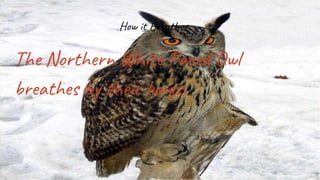 How it Breathes
The Northern White Faced Owl
breathes by their lungs.
 