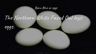 Born Alive or eggs
The Northern White Faced Owl lays
eggs.
 