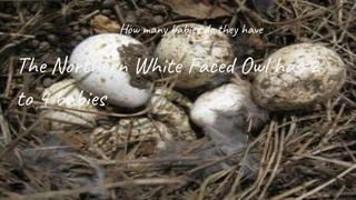 How many babies do they have
The Northern White Faced Owl has 2
to 4 babies.
 