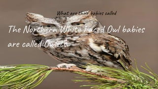 What are their babies called
The Northern White Faced Owl babies
are called Owlets.
 