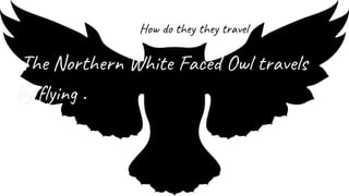 How do they they travel
The Northern White Faced Owl travels
by flying .
 