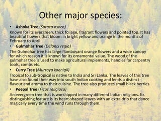 Other major species:
• Ashoka Tree (Saraca asoca)
Known for its evergreen, thick foliage, fragrant flowers and pointed top. It has
beautiful flowers that bloom in bright yellow and orange in the months of
February to April.
• Gulmohar Tree (Delonix regia)
The Gulmohar tree has large flamboyant orange flowers and a wide canopy
for which reason it is known for its ornamental value. The wood of the
gulmohar tree is used to make agricultural implements, handles for carpentry
tools, combs etc.
• Curry Tree (Murraya koenigii)
Tropical to sub-tropical is native to India and Sri Lanka. The leaves of this tree
have also found their way into south Indian cooking and lends a distinct
flavour and aroma to their cuisine. The tree also produces small black berries.
• Peepal Tree (Ficus religiosa)
An evergreen tree that is worshipped in many different Indian religions. Its
distinguishing feature is its heart-shaped leaves with an extra drip that dance
magically every time the wind runs through them.
 