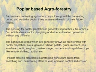 Poplar based Agro-forestry
Farmers are cultivating agriculture crops throughout the harvesting
period and consider poplar trees as assured wealth of their future
needs.
The spacing for poplar plantation is generally kept at 5m x 4m or 5m x
5m, which allows tractor ploughing and other cultivation operations
without any difficulty.
The agriculture crops which are generally grown as an intercrop with
poplar plantation, are sugarcane, wheat, potato, gram, mustard, pea,
soyabean, lentil, sorghum, maize, zinger, turmeric and vegetable crops
like tomato, chillies, raddish etc.
Poplar planting also helps in protecting agriculture crops from
scorching sun, desiccating effect of wind and also control soil erosion.
 