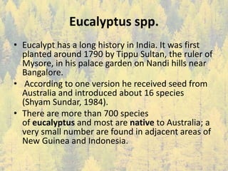 Eucalyptus spp.
• Eucalypt has a long history in India. It was first
planted around 1790 by Tippu Sultan, the ruler of
Mysore, in his palace garden on Nandi hills near
Bangalore.
• According to one version he received seed from
Australia and introduced about 16 species
(Shyam Sundar, 1984).
• There are more than 700 species
of eucalyptus and most are native to Australia; a
very small number are found in adjacent areas of
New Guinea and Indonesia.
 
