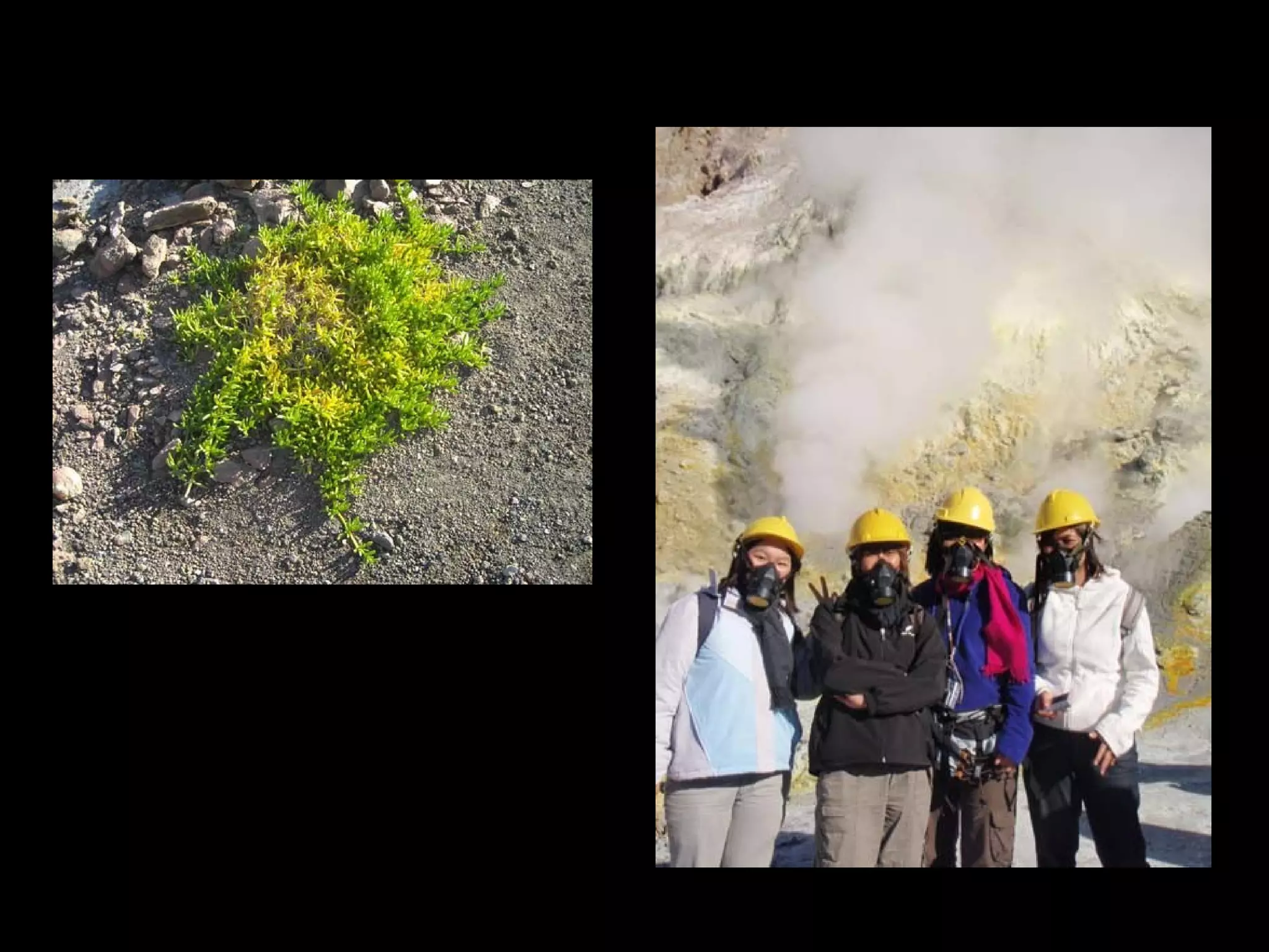 White Island – June 9, 2008




The only green plant on the island




                                     Cool?
 
