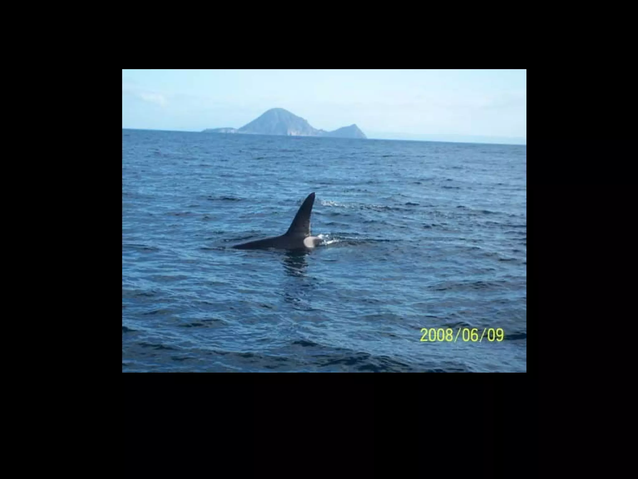 White Island – June 9, 2008




On the way back, we chase a group of hawker whale (killer whale). Around 7 whales jump
from the sea. I wish to capture a video because is more real but my camera batteries
exhausted. This photo is from Jane camera.
 