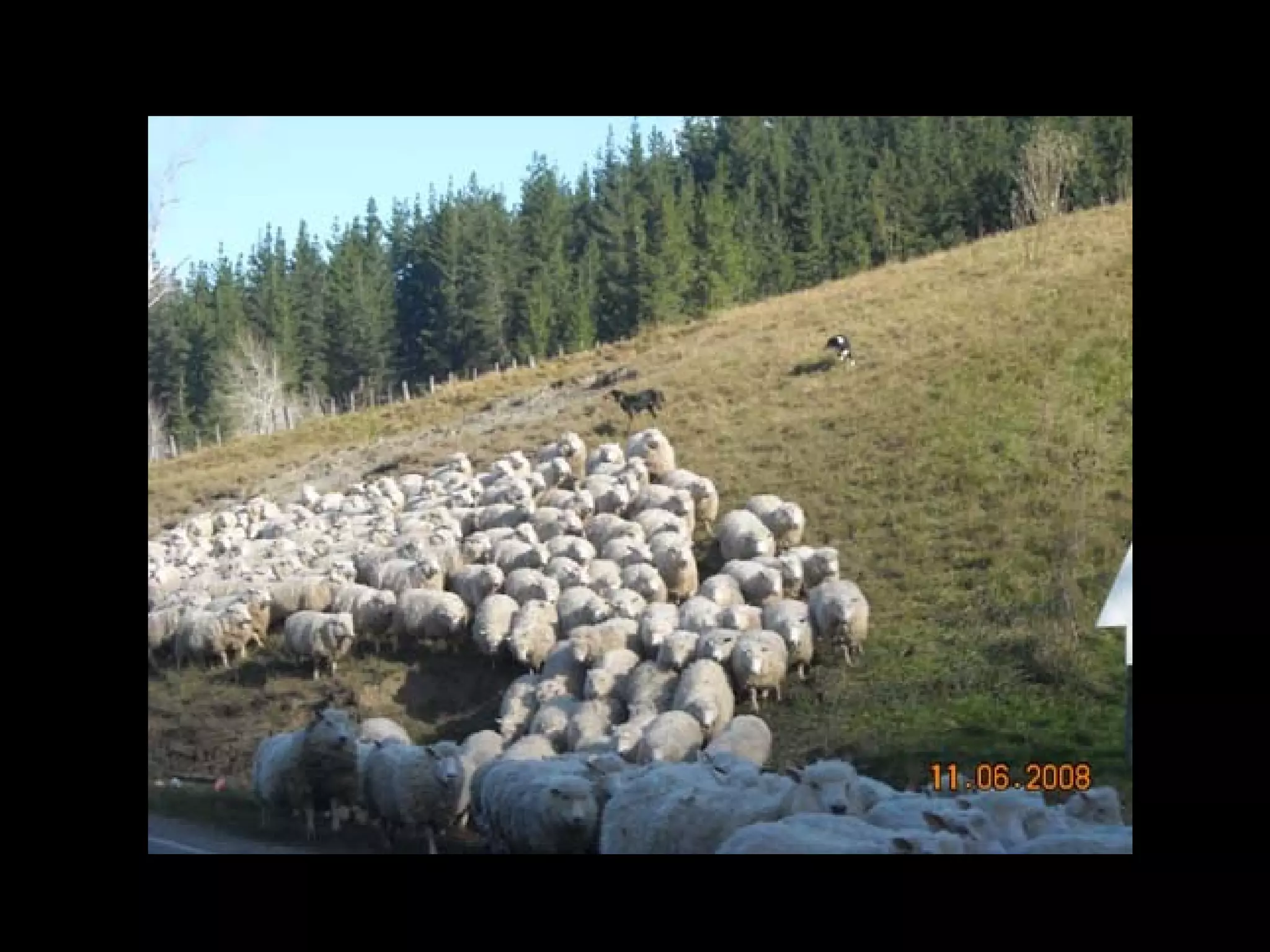 East Cost Traffic – June 11, 2008




Few well train dogs are chasing the sheep to the road. They are rushing to another place.
 