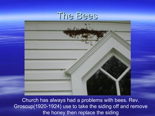The Bees

Church has always had a problems with bees. Rev.
Groscup(1920-1924) use to take the siding off and remove
the ho...