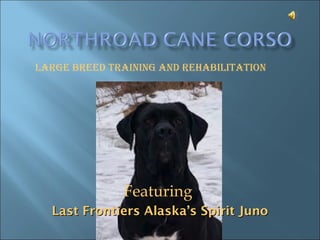 Featuring
Last Frontiers Alaska’s Spirit JunoLast Frontiers Alaska’s Spirit Juno
Large Breed Training and rehaBiLiTaTion
 