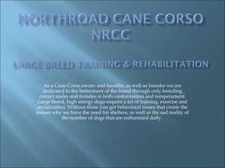 As a Cane Corso owner and handler, as well as breeder we are
dedicated to the betterment of the breed through only breeding
correct males and females in both conformation and temperament.
Large breed, high energy dogs require a lot of training, exercise and
socialization. Without these you get behavioral issues that create the
reason why we have the need for shelters, as well as the sad reality of
the number of dogs that are euthanized daily.