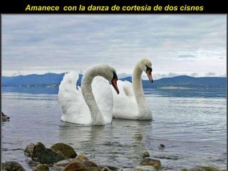 Amanece  con la danza de cortesia de dos cisnes  