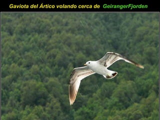 Gaviota del Ártico volando cerca de  GeirangerFjorden   