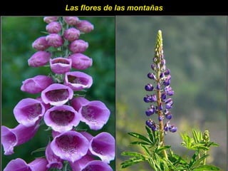 Las flores de las montañas 