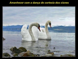 Amanhecer com a dança de cortesia dos cisnes  