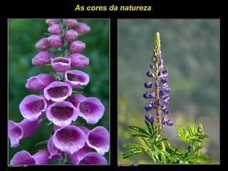 As cores da natureza
 