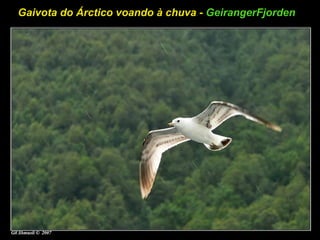 Gaivota do Árctico voando à chuva - GeirangerFjorden
 