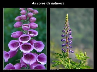 As cores da natureza  