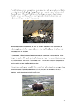 39
Y por útlimo los Lemmings, estos graciosos roedores aparecen cada aproximadamente 30 años
en grandisimas cantidades y luego de golpe desaparecen y no se les vuelven hasta pasadas 3
décadas. Si vaís en el llamado “año del Lemming” veréis que son casi una plaga, todas las
ciudades, parques naturales, pueblos … estan repletos de estos diminutos animales que
sobreviven en la tundra en condiciones extremas.
A parte de estas tres especies icono del país, me gustaría recomendar a los amantes de la
naturaleza y de los animales, una excrusión para avistar Musk Ox o Bueyes Almizcleros en el
Parque Nacional de Dovrejfell.
Estos animales son descendientes de los mamuts y han sobrevivido al ultimo período glaciar.
Aunque parezca increíble son de la misma familia que las ovejas y las cabras. Actualmente solo
se pueden ver estos animales en Groenlandia, Alaska, Siberia y Noruega por lo que para quién
le interese este tema es una buena oportunidad.
Estos animales pueden pesar hasta 600 kilos y medir hasta 1,60 metros, tienen unos grandes y
retorcidos cuernos y que debes mantener una buena distancia de seguridad pues en 3-4
segundos pueden alcanzar velocidades de 60 km/h.
 