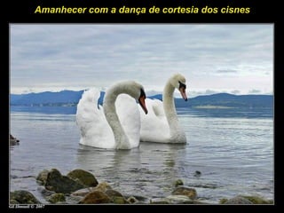 Amanhecer com a dança de cortesia dos cisnes
 