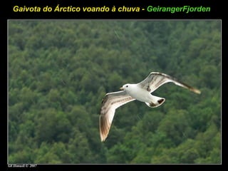 Gaivota do Árctico voando à chuva - GeirangerFjorden
 