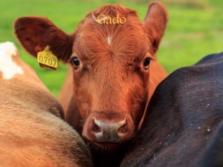 Gado
 