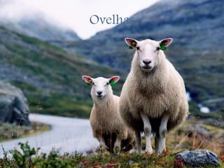 Ovelhas
 