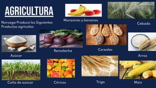 Agricultura
Trigo
Cereales
Maiz
Noruega Produce los Siguientes
Productos agrícolas:
Cebada
Arroz
Azúcar
Remolacha
Caña de azúcar Citricos
Manzanas y bananas
 