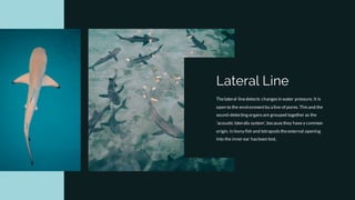Thelateral linedetects changesin water pressure. It is
open to the environmentby a line of pores. Thisand the
sound-detecting organsare grouped together as the
'acoustic lateralis system', becausethey havea common
origin. In bony fish and tetrapodstheexternal opening
into the inner ear hasbeen lost.
Lateral Line
 