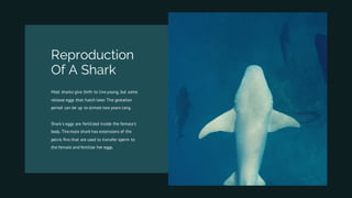Reproduction
Of A Shark
Most sharks give birth to live young, but some
release eggs that hatch later. The gestation
period can be up to almost two years long.
Shark's eggs are fertilized inside the female's
body. The male shark has extensions of the
pelvic fins that are used to transfer sperm to
the female and fertilize her eggs.
 