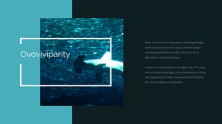 Ovoviviparity
Most sharks areovoviviparous, meaning theeggs
hatch insidethe female's body, with the babies
developing within the mother, butthere is no
placenta to nourish thepups.
Instead theyoung feed on the egg'syolk. The pups
eat any unfertilized eggs and sometimes each other.
Very few pupsin a litter surviveuntil birth dueto
this form of sibling cannibalism.
 