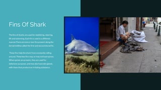 Fins Of Shark
Thefins of sharks areused for stabilizing, steering,
lift and swimming. Each fin is used in a different
manner.Thereareoneor two finspresent along the
dorsal midlinecalled the first and second dorsal fin.
These fins help theshark from constantly rolling
around. Thesetwo fins may, or may nothavespines.
When spines arepresent, they are used for
defensive purposes, and may also haveskin glands
with them that producean irritating substance.
 