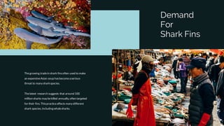 Demand
For
Shark Fins
Thegrowing tradein shark finsoften used to make
an expensiveAsian soup hasbecomea serious
threat to many sharkspecies.
Thelatest research suggests that around 100
million sharks may bekilled annually, often targeted
for their fins. Thispracticeaffects many different
shark species, including whalesharks.
 