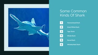 Some Common
Kinds Of Shark
Hammerhead Shark
Great White Shark
Tiger Shark
Whale Shark
Nurse Shark
Whitetip Reef Shark
 