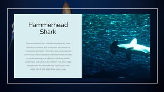 Theunusual structureof the head makes the head
looklike a hammer, this is why they areknown as
"Hammerhead sharks". Sincethe eyes arepositioned
on theends of thecephalofoil, Hammerheadsareable
to see everything around them, including whatis
under them, and whatis abovethem. This head helps
hammerhead sharks makevery tight turnsin the
water, and it also helps them sense prey.
Hammerhead
Shark
 