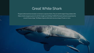 Thegreat white shark(Carcharodon carcharias) isa speciesof shark. They areworld'slargest living predatory fish.
Mature sharks may grow up to 6.4 m (21 ft) in length and 3,324 kg (7,328 lb).Thissharkreachesits sexual maturity
around 15 yearsof age. Thelifespan of great white sharkmay beas long as 70 years or more.
Great White Shark
 