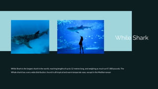 While Shark
While Sharkis the largest sharkin the world, reaching lengthsof up to 12 metres long, and weighing as much as 47, 000 pounds. The
Whale sharkhas a very widedistribution, found in all tropical and warm temperate seas, exceptin theMediterranean
 