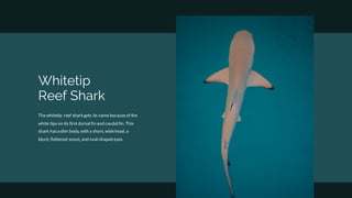 Thewhitetip reef sharkgets its namebecauseof the
white tips on its first dorsal fin and caudal fin. This
shark hasa slim body, with a short, widehead, a
blunt, flattened snout, and oval-shaped eyes.
Whitetip
Reef Shark
 