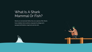 Sharks are notmammals. Rather, they area species of fish. Sharks
havea skeleton that isentirely composed of cartilageand is
equipped with leathery, tough and scale less skin.
What Is A Shark
Mammal Or Fish?
 
