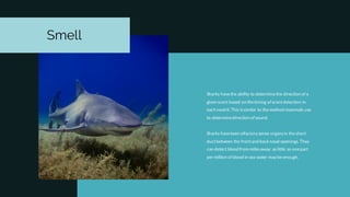 Sharks havethe ability to determinethe direction of a
given scent based on thetiming of scentdetection in
each nostril. This is similar to themethod mammals use
to determinedirection of sound.
Sharks havekeen olfactory sense organs in theshort
ductbetween the frontand backnasal openings. They
can detect blood from milesaway: as little as onepart
per million of blood in sea water may be enough.
Smell
 