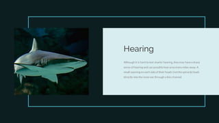Hearing
Although it is hard to test sharks' hearing, they may havea sharp
sense of hearing and can possibly hear prey many miles away. A
small opening on each sideof their heads (notthespiracle) leads
directly into the inner ear through a thin channel.
 