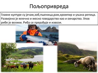 Пољопривреда
Главне културе су јечам,зоб,пшеница,раж,кромпир и уљана репица.
Развијено је млечно и месно говедарство као и овчарство. Улов
рибе је велики. Риба се прерађује и извози.
 